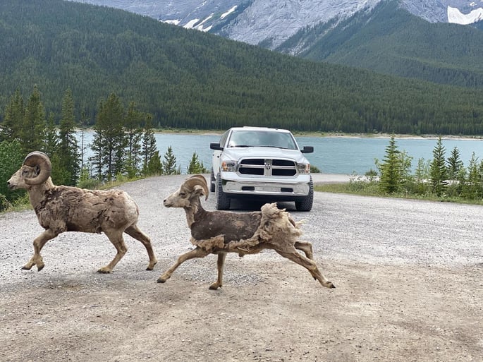 AM-PM-Limo-Dodge-Ram-vs-Ram