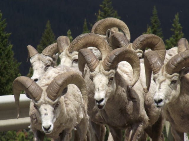 A group of Bighorn Sheep