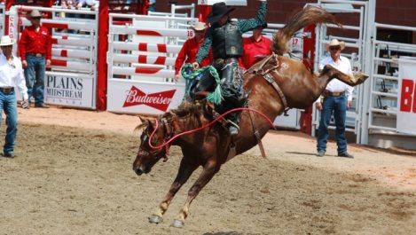 Calgary Stampede horse riding