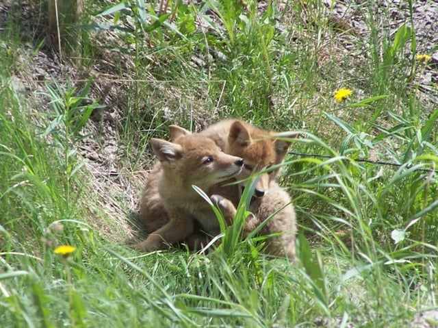 Coyote pups in grass