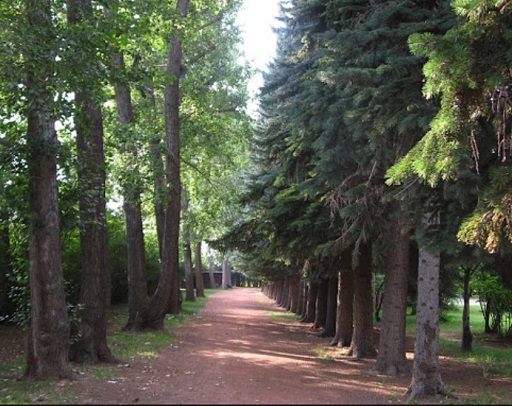 Path through the woods at Edworthy Park