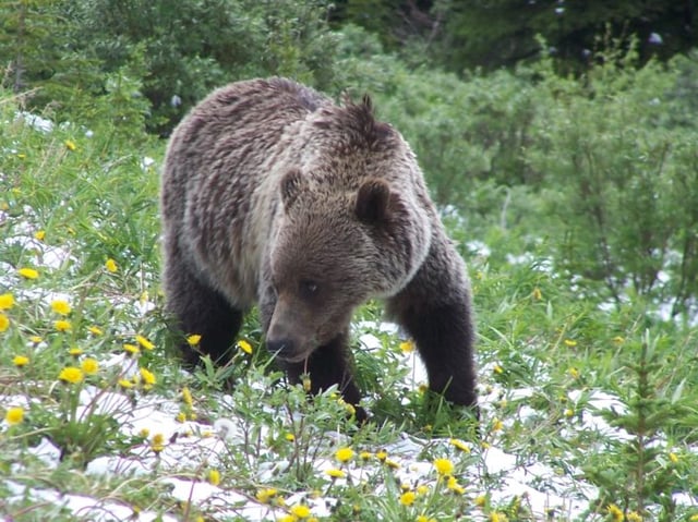 young brown Grizzly bear in a patch of grass and flowers