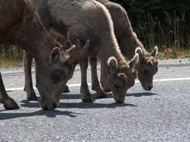 Bighorn mountain sheep licking salt off of pavement