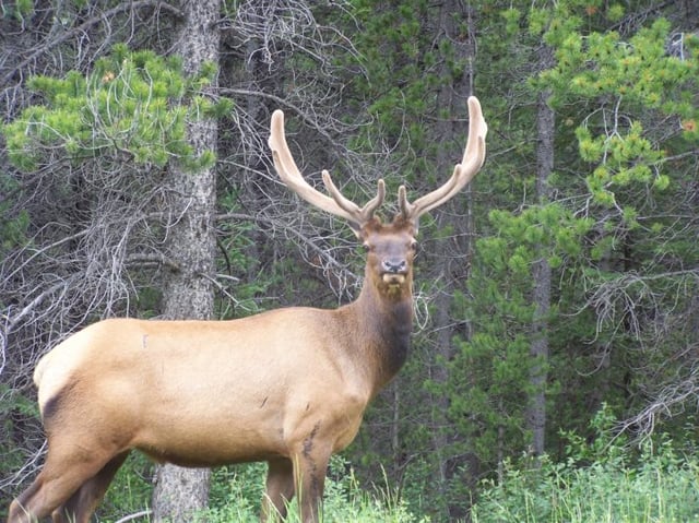 Male Elk on the side of a road in kananaskis county