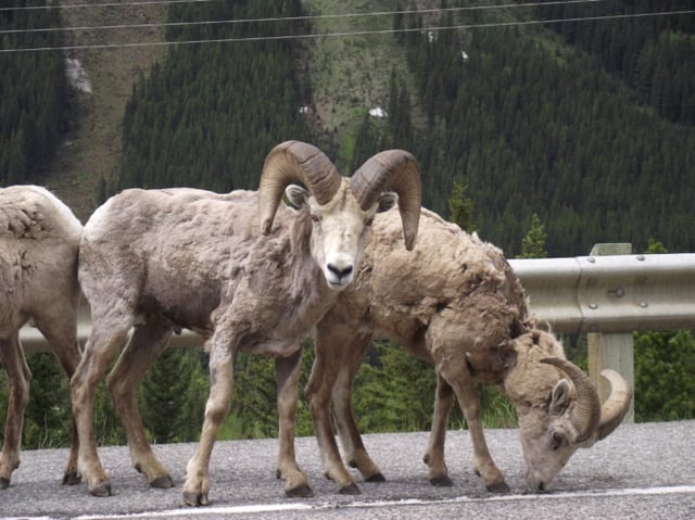 Molting Big Horn Sheep on side of highway