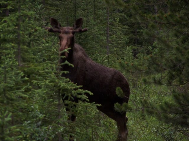Moose - standing along Smith-Dorrien Trail in Kananaskis