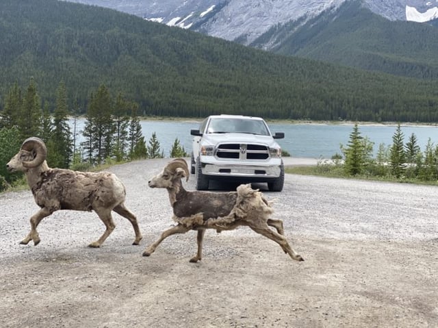 Picture of Wild Mountain Sheep Running across the Road in Upper Lakes Kananaskis Country, with a Dodge Ram Limo in the background