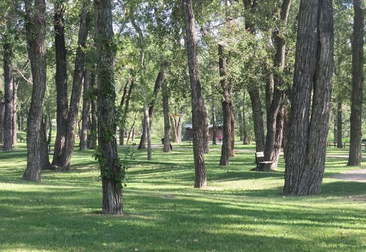 Trees and grass view of Pearce Estates Park