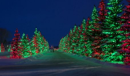 Christmas Trees lit up all down the road at Spruce Meadows