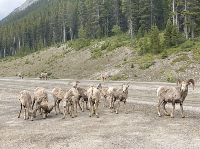 Group of sheep and one ram on Smith Dorrien Trail in Spray Lakes 