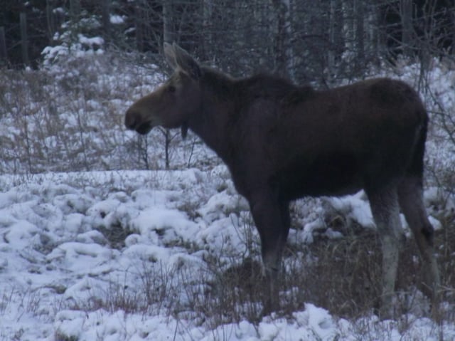 Young moose, Upper Kananaskis Lake