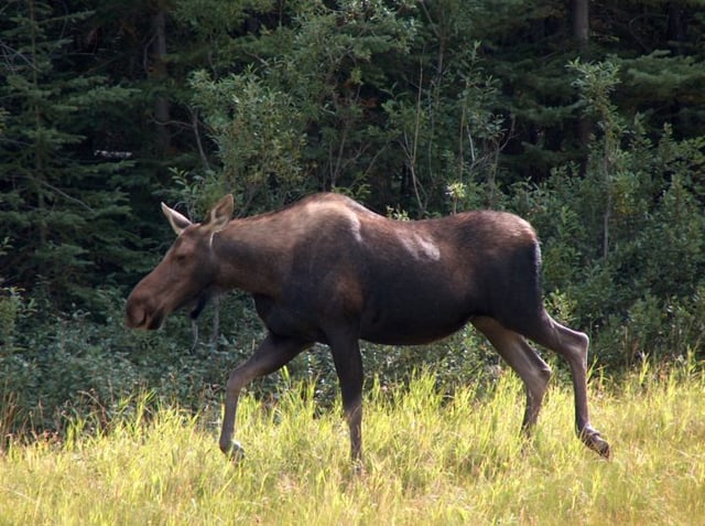 Picture of Young moose running in grass