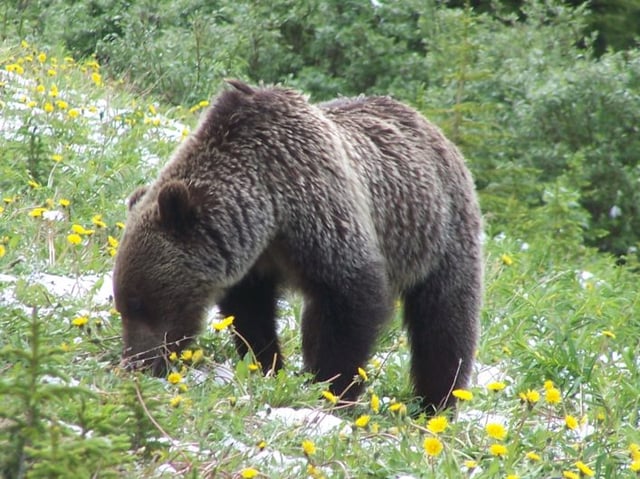 grizzly bear Kananaskis County Alberta