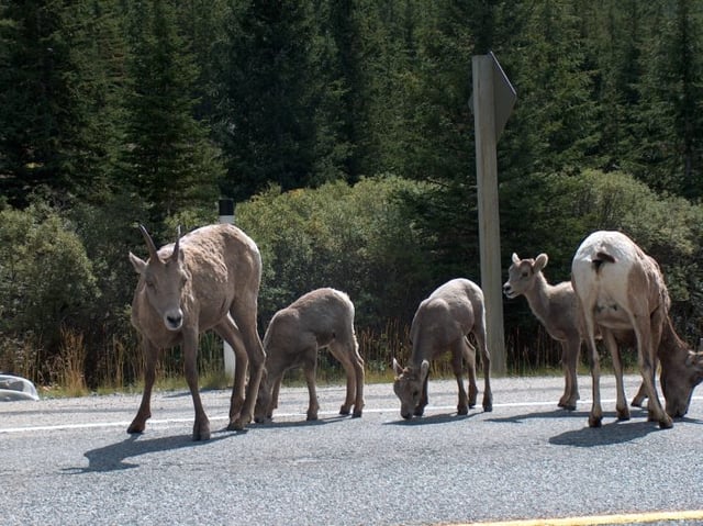 Group of 5 sheep eating salt off of pavement 