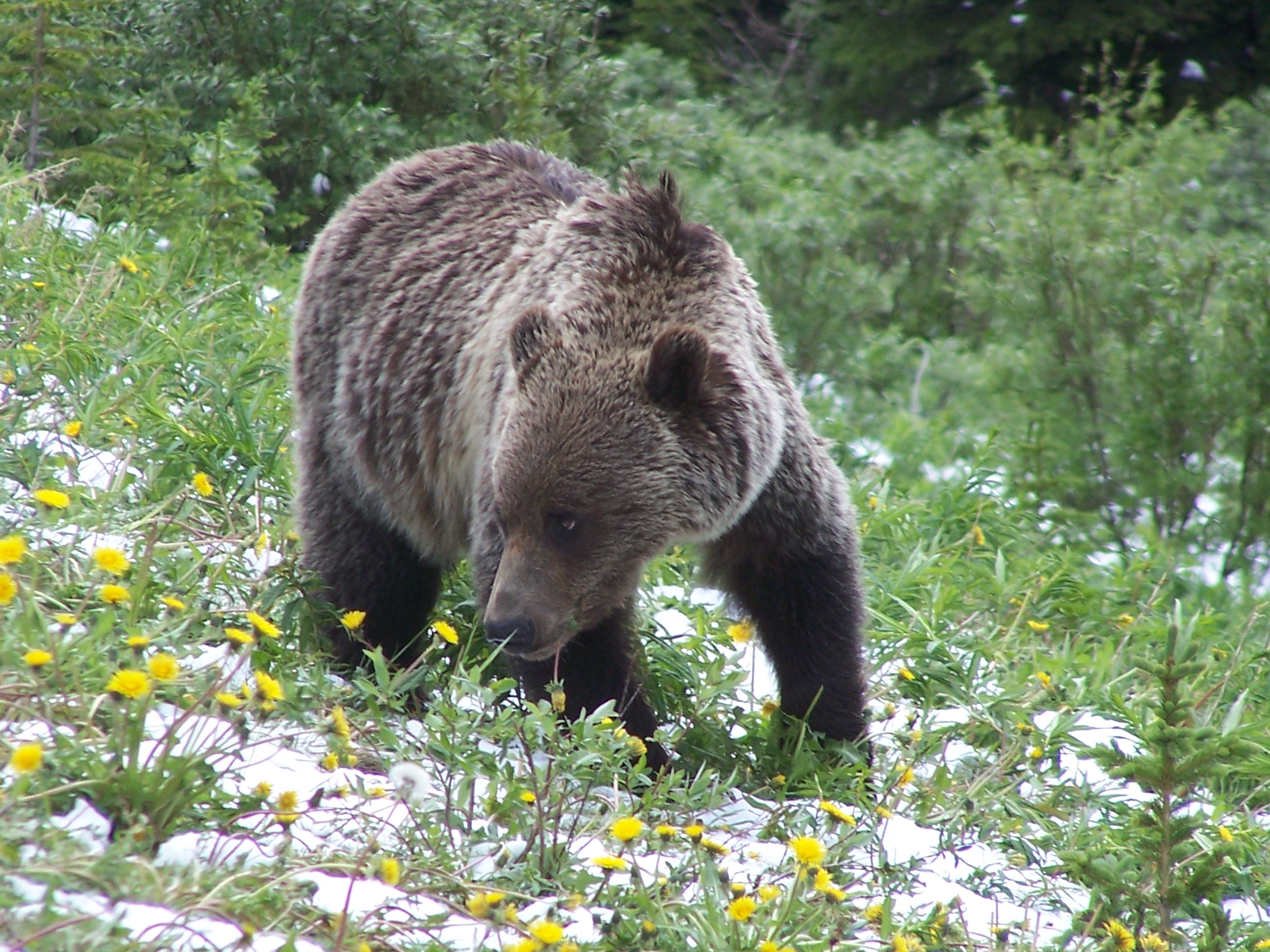 Where to View Wildlife Around Banff National Park